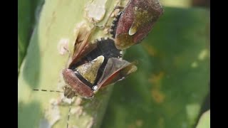 Bessenschildwants Dolycoris baccarum paring [upl. by Alaekim]