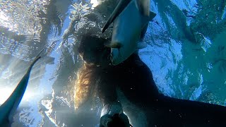 Things to do in Adelaide  Snorkelling Noarlunga Reef South Australia  Insane wildlife encounters [upl. by Drahser]