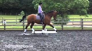 Dressage Different types of trot [upl. by Evadne]