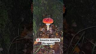 Amanita muscaria mushroom 🍄 [upl. by Eihpos]