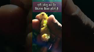 एरीपोलू के पैर  silkworm farming  sericulture [upl. by Jacobine]