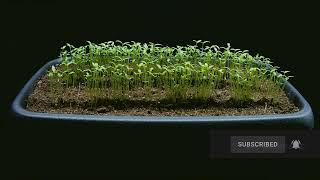 Green Amaranth Plant Growing Time Lapse  Watch it Grow from Seed to Harvest [upl. by Nosam]