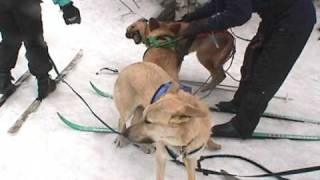 Skijoring Chinooks [upl. by Gregg39]