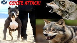 Pitbull fights coyote Pack A huge pitbull attacks a group of coyotes BGK Story Time [upl. by Yeleek693]