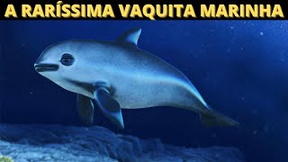 Conheça a Vaquita Marinha o Mamífero Mais Ameaçado de Extinção no Mundo  Mamíferos em Extinção 🐬 [upl. by Noyerb]