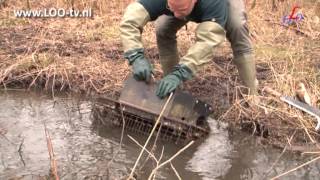 ratten vangen bij Rode Beek [upl. by Ative]