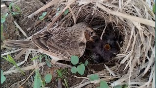 African pipit birds Feed the baby in the nest well 3  Review Bird Nest [upl. by Dur]