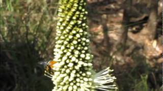 Blue Banded Bee  9 Nov 11flv [upl. by Sirrep]