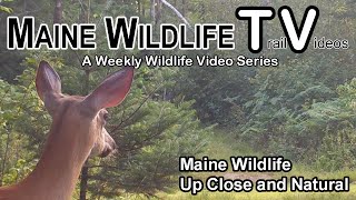 Maine Wildlife  Trail Cam  Up Close  Wild  Natural  Deer  Fawns  Bobcat  Coyote  Trail Cam [upl. by Charla]