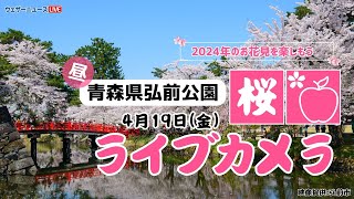 🌸桜ライブカメラ🌸青森県弘前公園 2024年4月19日金 [upl. by Edgard]