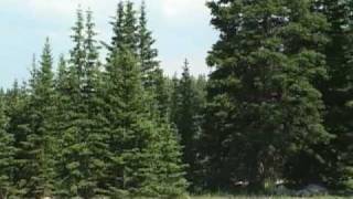 The Subalpine Forests of Wyoming [upl. by Sigrid]