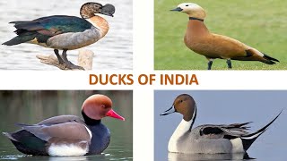 Ducks of India 🦆 🇮🇳  Birds  Indian Birds [upl. by Ontine47]