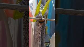 Libellula gigante e bombo 🐝 bee ape libellule insectslovers insect [upl. by Ancel776]