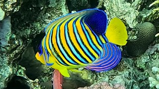 Royal angelfish Pygoplites diacanthus regal angelfish [upl. by Faina]