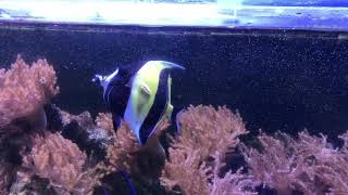 Moorish Idol attacked by Sohal Tang after 5 Years [upl. by Pearl]