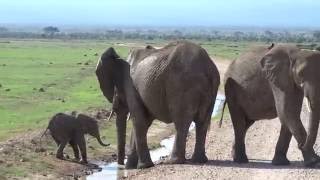 Too cute This baby elephant is trying to cross the stream [upl. by Haroun]