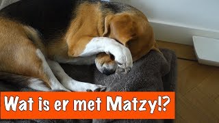 Arme Matzy  DierenpraatTV [upl. by Elleirad]