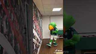 o mascote do Palmeiras dançando [upl. by Gnilrac]