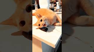 Cats can understand English cat pets funnypets funnycats shorts [upl. by Kester]