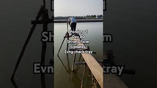 Pond no 1  Day 80  daily shrimp farm updates aquaculture [upl. by Droffig]