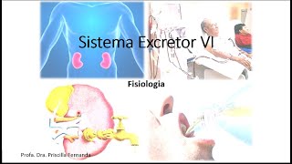 Sistema excretor  Equilíbrio Hidroeletrolítico [upl. by Auburn]