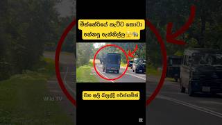 පාරේ ඉන්න වන අලි බලද්දී පරිස්සම් වෙන්න🫣🐘shortvideo youtube elephant shorts viralvideo 2024 [upl. by Loretta]