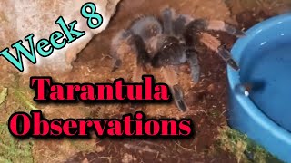 Tarantula Observations  WEEK 8 Rehouse and Burrowing [upl. by Nimesh]