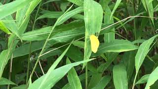 ミナミキチョウEurema hecabe 鳳園 20190421 Fung Yuen Butterfly of Hong Kong 香港の蝶 [upl. by Eudora437]