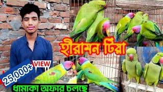 দারুণ অফার চলছে হীরামন টিয়া পাখিতে পাখি গুলো অনেক বেশি সুন্দর। [upl. by Ayahsey]