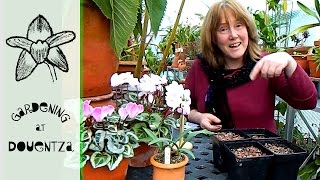 How To Sow Sweet Pea  easiest amp most rewarding of all seeds [upl. by Goldfarb147]