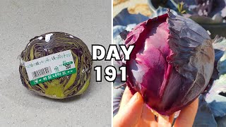 마트 반쪽 양배추 키우기  Regrowing cabbages [upl. by Omora]