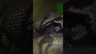 Anaconda  The largest snake in the world by weight amazonrainforest nature travel jungle [upl. by Demakis]