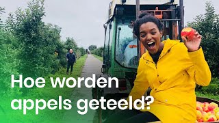 Hoe teel je appels  Het Klokhuis [upl. by Earla]