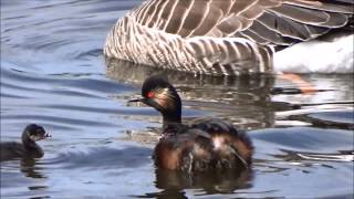 Young Family Blacknecked Grebe  Jonge familie Geoorde futen Podiceps Nigricollis [upl. by Delsman]