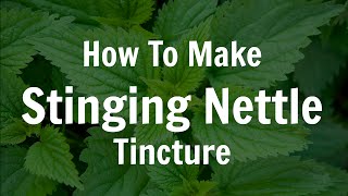 How To Make Fresh Stinging Nettle Tincture [upl. by Sufur703]