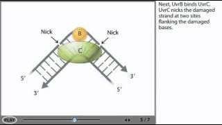 DNA repair mechanism animation  Nucleotide excision repair NER [upl. by Cirtemed]