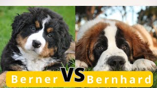 Bernhardiner vs Berner Sennenhund Der ultimative Vergleich [upl. by Atikahs886]