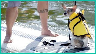 Teaching Dogs How to Paddleboard  Lucky Dog [upl. by Lopes596]