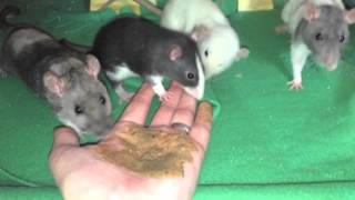 How to Tame Pet Rats [upl. by Drue]