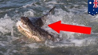 Croc vs shark Clever crocodile captured on camera snapping up smaller shark  TomoNews [upl. by Rorry]