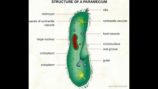 Paramecium اسهل طريقة لشرح البراميسيوم [upl. by Rockey268]