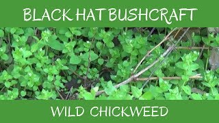 Chickweed Wild Edible amp Medicinal Plant [upl. by Etti]