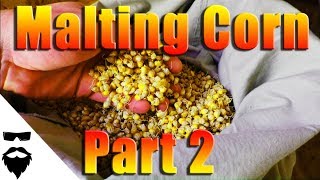 HOW TO MALT CORN FOR MOONSHINE amp BEER  EASY  Part 2 [upl. by Rolph661]