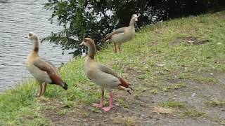 Noisy Egyptian Geese honk loudly to drive off some of their number [upl. by Annis]