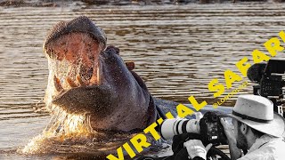 Virtual Safari Ultimate Game Drive Highlights 95 Londolozi TV [upl. by Relyks433]