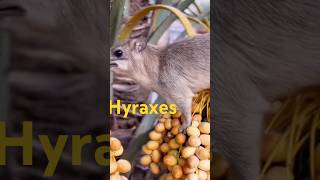 Động vật tự nhiên khampha Procaviacapensis Heterohyraxbrucei hyraxes [upl. by Cumine261]