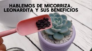 Mis suculentas han crecido más rápido gracias a estos dos ingredientes [upl. by Nifares]