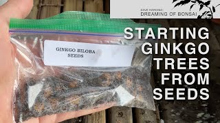 Starting Ginkgo Biloba Trees from Seed July 2023 [upl. by Erick113]