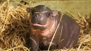 Adorable baby pygmy hippo born [upl. by Aneles]