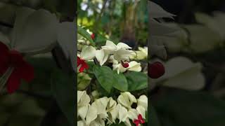 Clerodendrum thomsoniae gardenflowers garden flowers nature floweringplant reels viralreels [upl. by Elbertina]